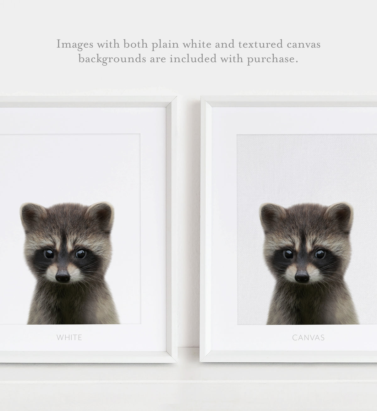 Baby Raccoon Print