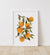 Oranges Botanical Print