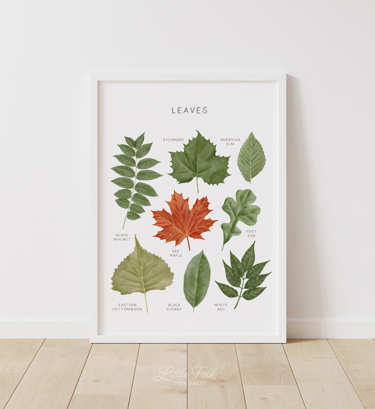Leaves Print - MRCP