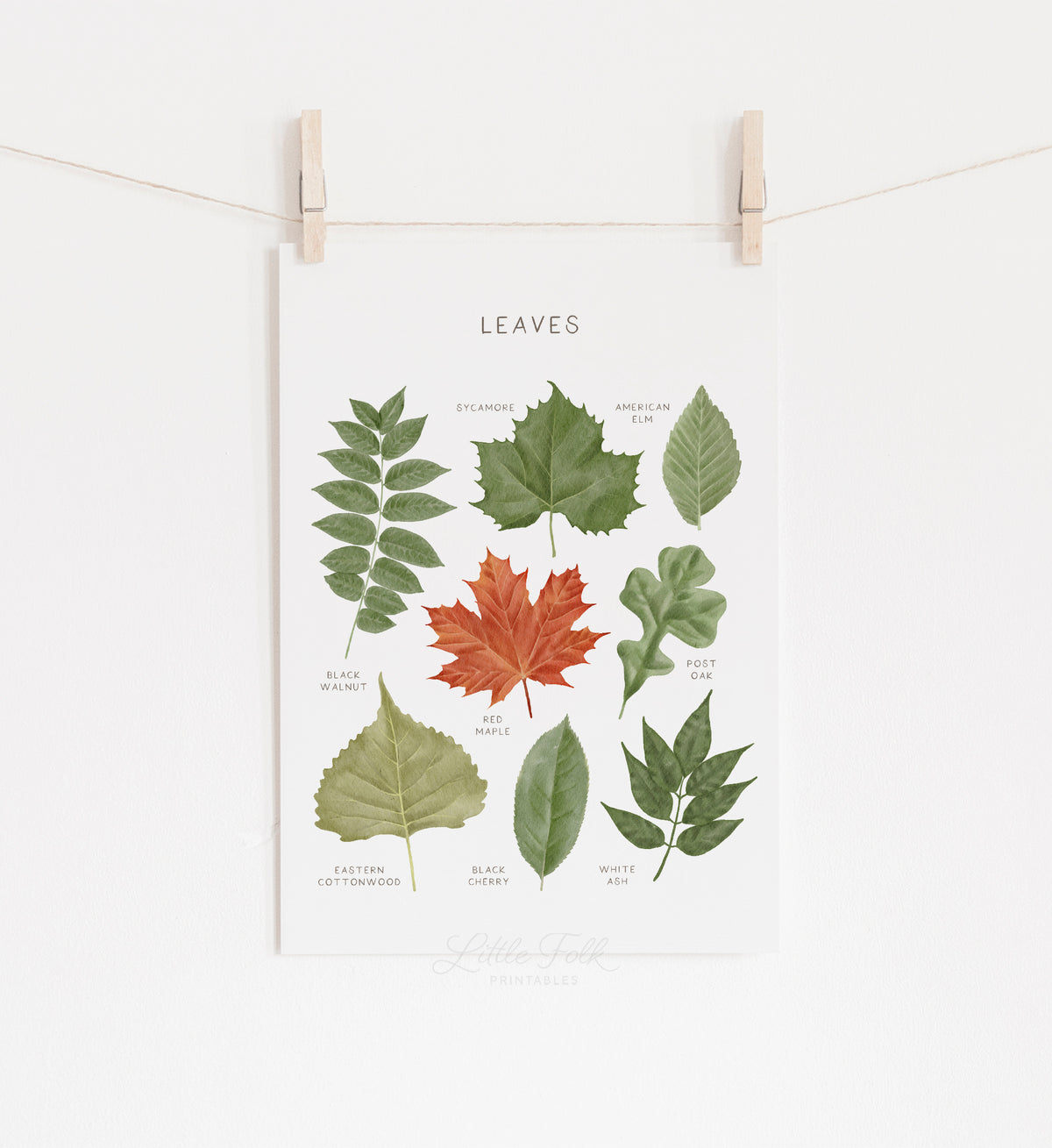 Leaves Print - MRCP