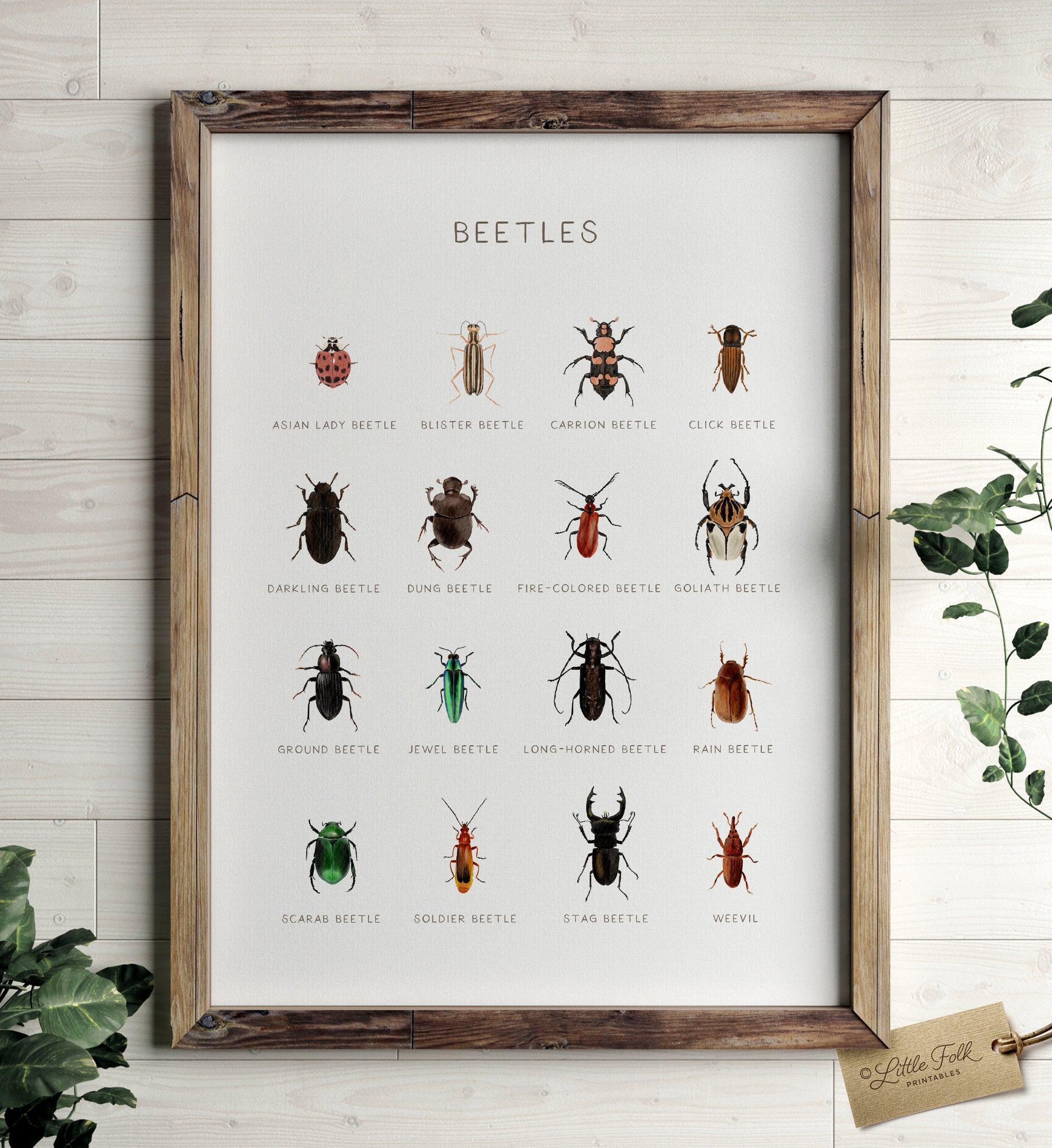 Beetles Print