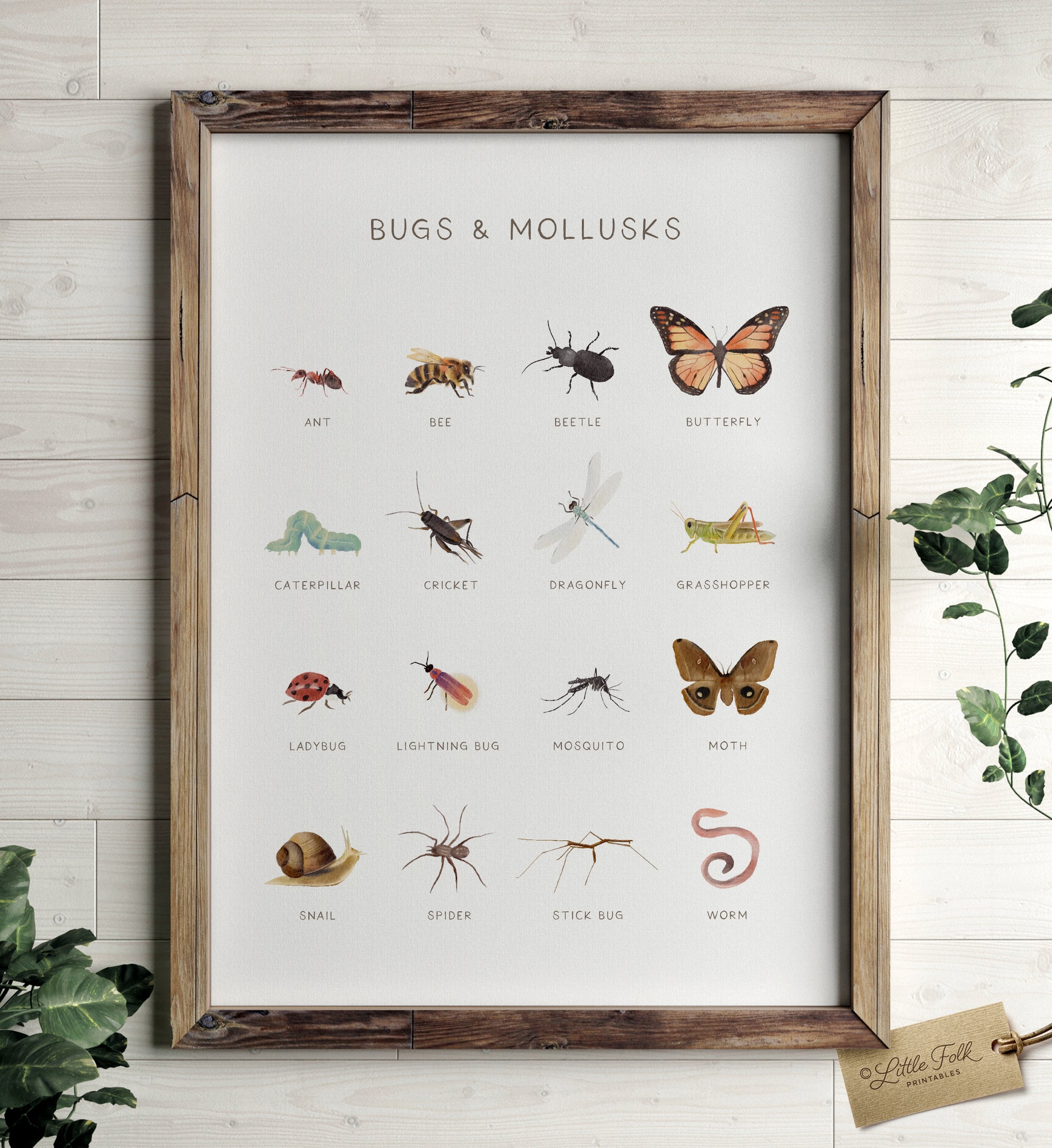 Bugs & Mollusks Print - MRCP