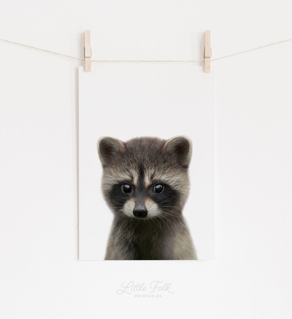 Baby Raccoon Print