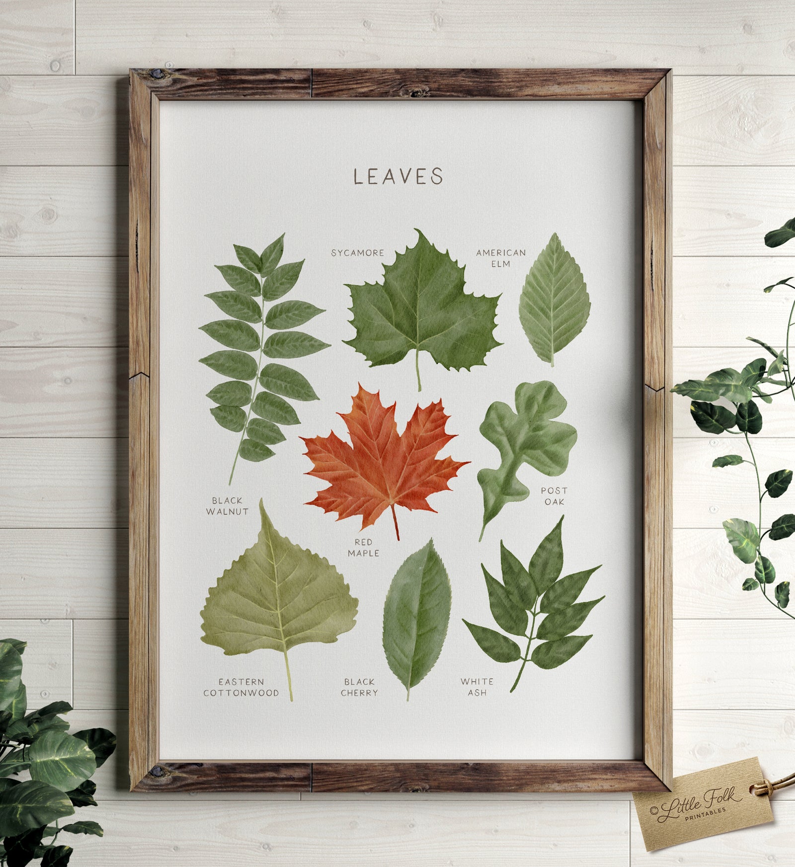 Leaves Print - MRCP