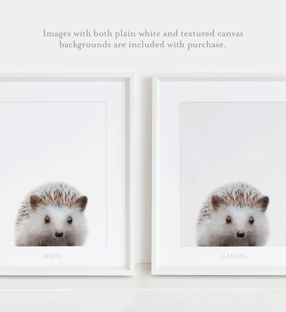 Baby Hedgehog Print
