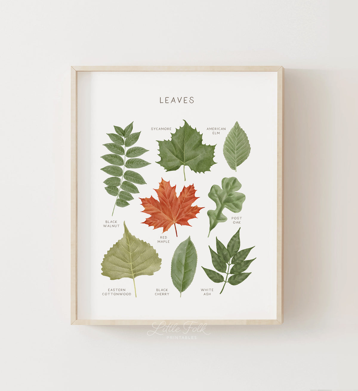 Leaves Print - MRCP